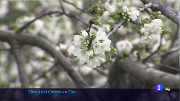 Noticias de Extremadura - Fiesta del Cerezo en Flor