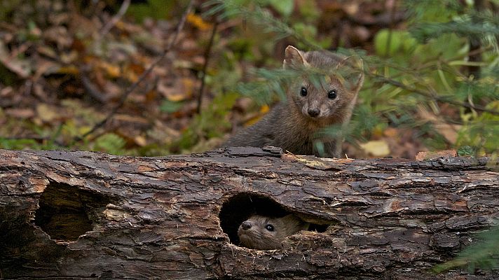 Amur, el Amazonas de Asía - El dragón negro