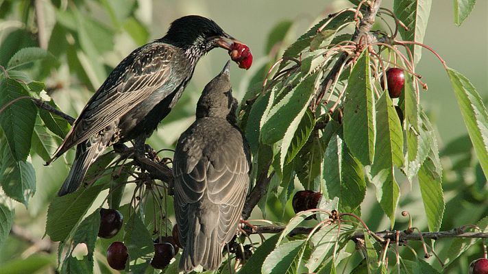Somos Documentales - Días de verano