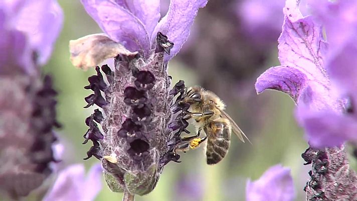 España Directo - España Directo - 28/03/22