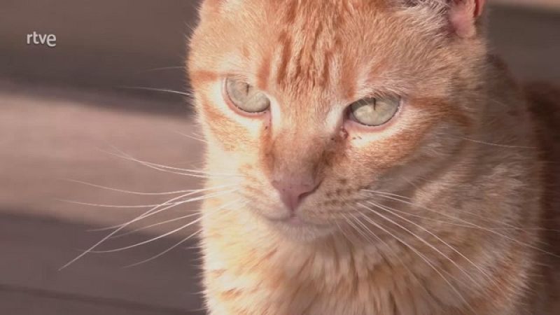 Aquí la Tierra - Animales en protectoras, así les miman