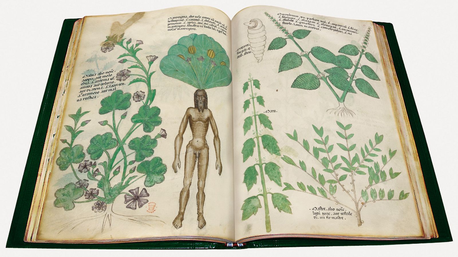 El Botánico expone copias de códices de plantas curativas de los siglos X-XVI | Ver