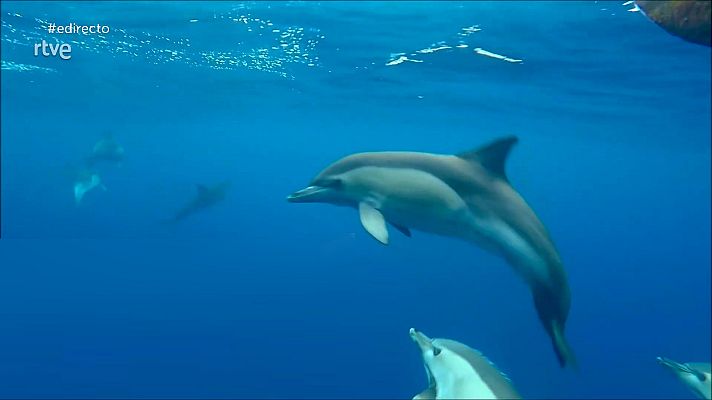 España Directo - España Directo - 31/03/22