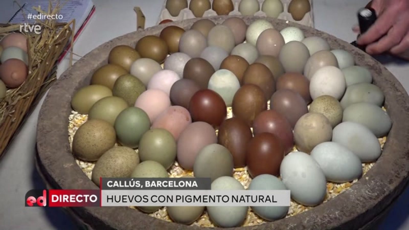 España Directo - Gallinas creativas y sus huevos de colores