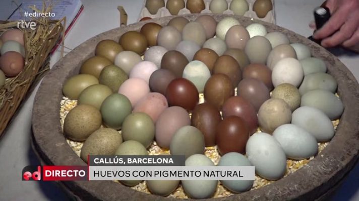 España Directo - Gallinas creativas y sus huevos de colores