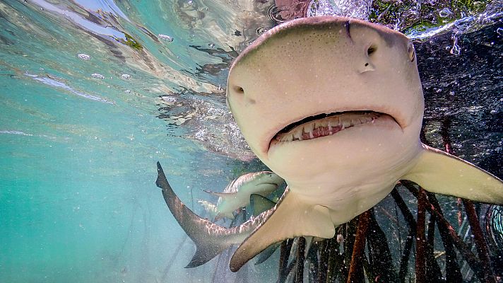 Un planeta perfecto - Los océanos