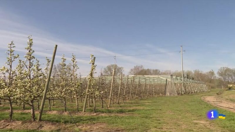 Les fortes gelades destrossen les collites