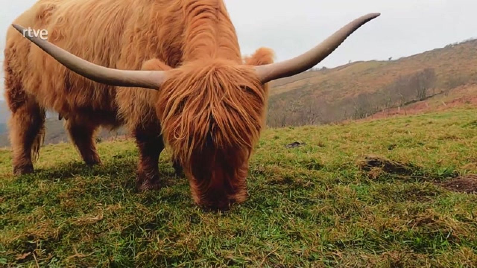 Aquí la Tierra - Unos animales de granja muy curiosos