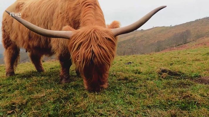 Aquí la Tierra - Unos animales de granja muy curiosos