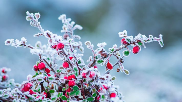 Noticias Aragón - Las heladas en Aragón causan estragos en los campos de frutas