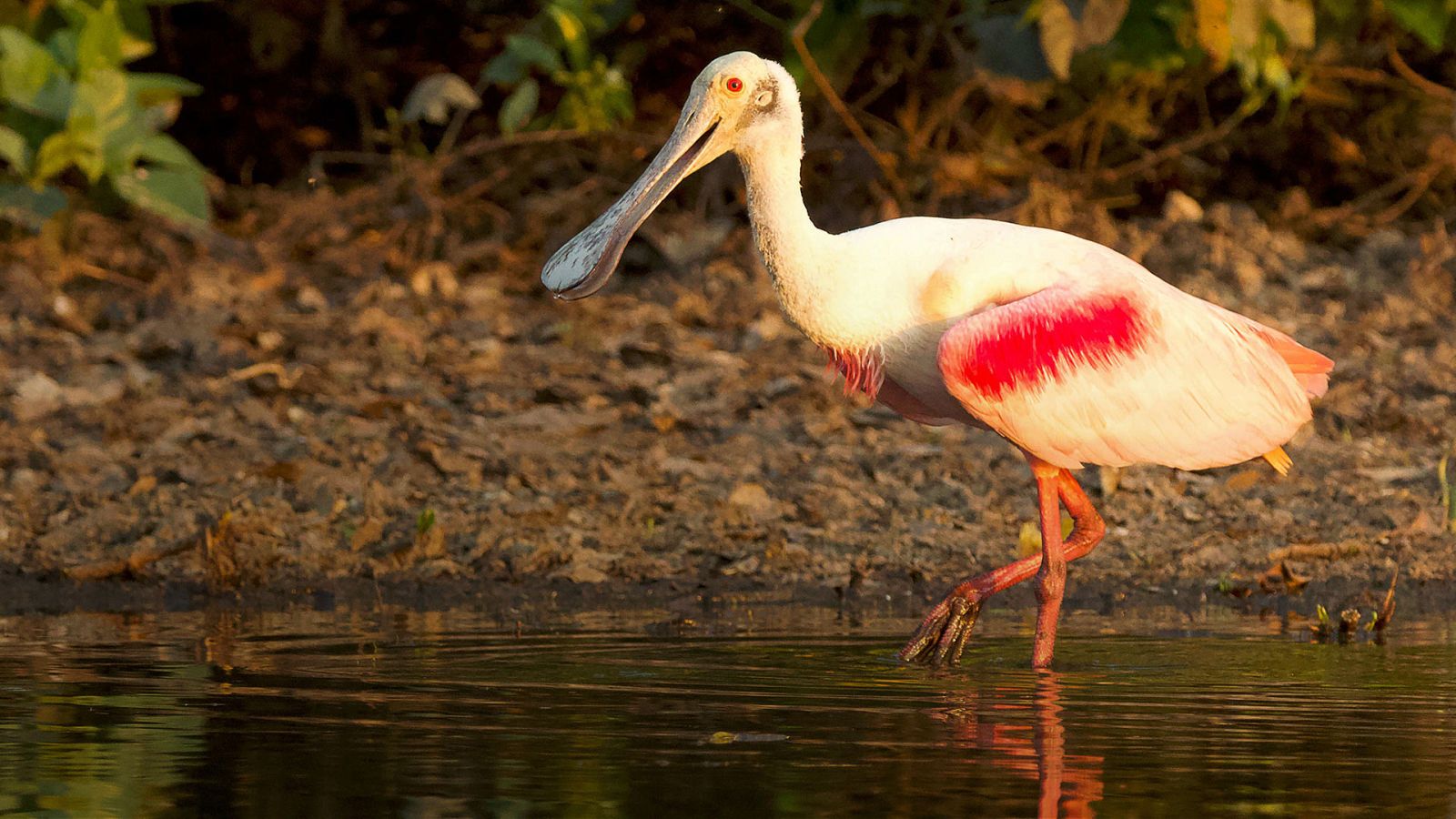 Somos documentales - El oasis de color esmeralda de Brasil - ver ahora