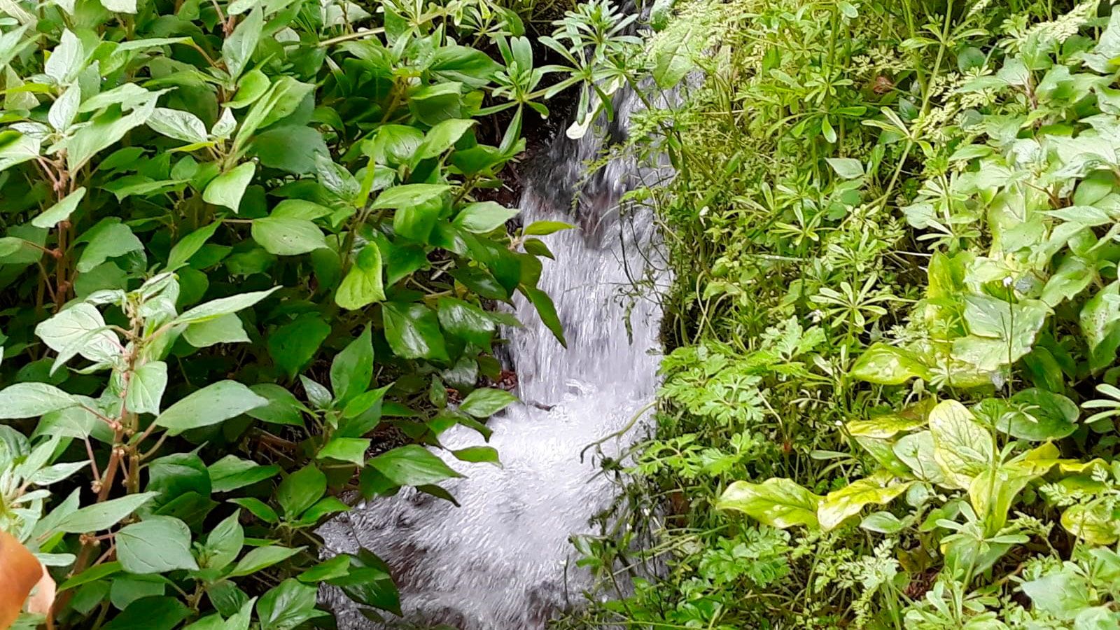 El escarbajo verde - El regadío histórico de Letur  - Avance