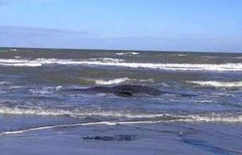 Aparecen siete ballenas muertas al sur de Italia