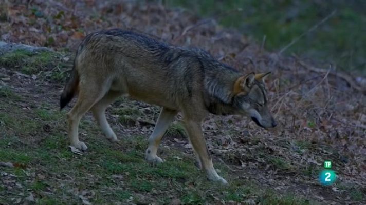 Som Documentals - La Itàlia salvatge: El retorn de la manada de llops