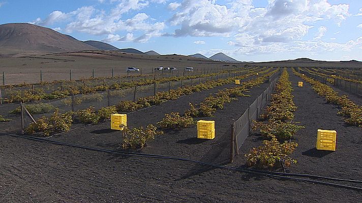Telecanarias - Producida en dos hectáreas y 1.800 parras ubicadas en Playa Quemada