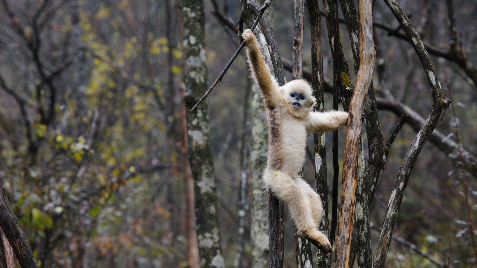 China. Antiguo Reino Animal - Episodio 2: Centro: el equilibrio - ver ahora