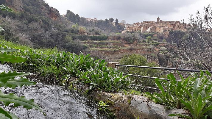 El escarabajo verde - Letur, hija del agua