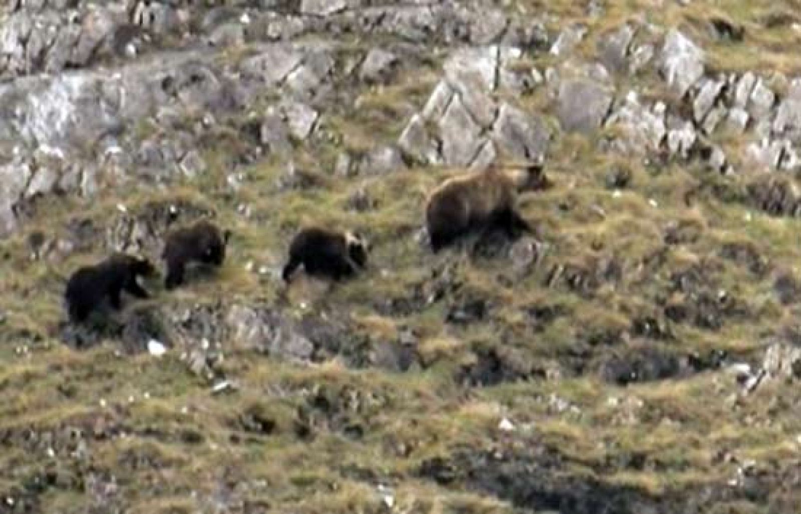Osos en el Escarabajo