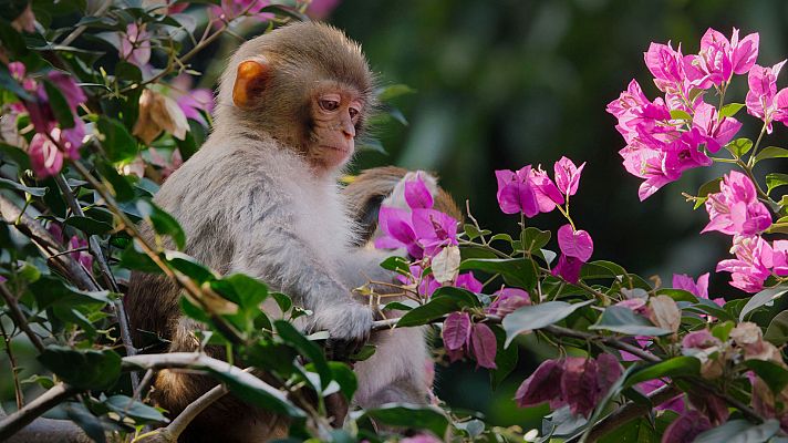 China Antiguo Reino Animal - Este, el último refugio