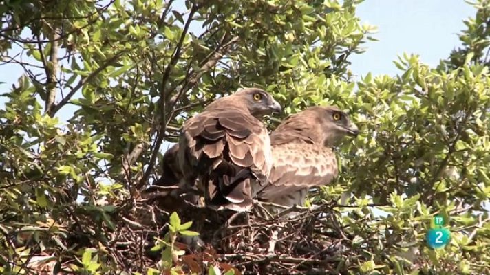 Som Documentals - La Itàlia salvatge. Els grans depredadors: dues àguiles