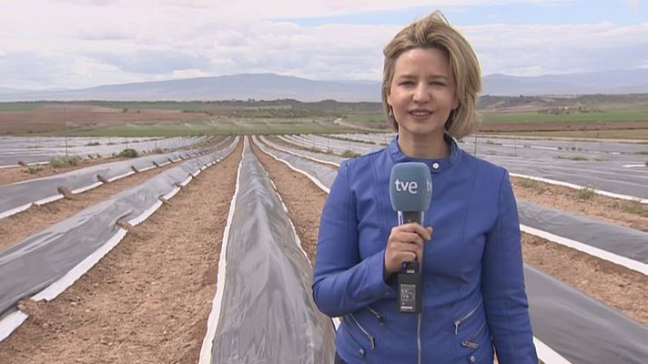 Telenavarra - Primer espárrago de la temporada