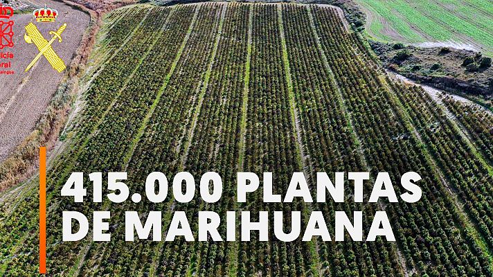 Modo Digital - Desmantelada en Navarra la mayor plantación de marihuana de Europa