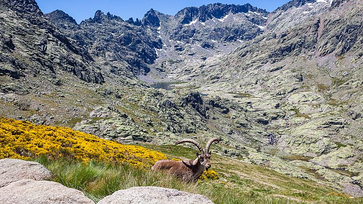 80 cm - Gredos. El feudo de la cabra montés