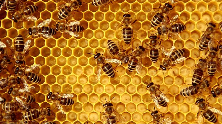 Telediario Fin de Semana - Apicultores navarros enseñan a apreciar la miel