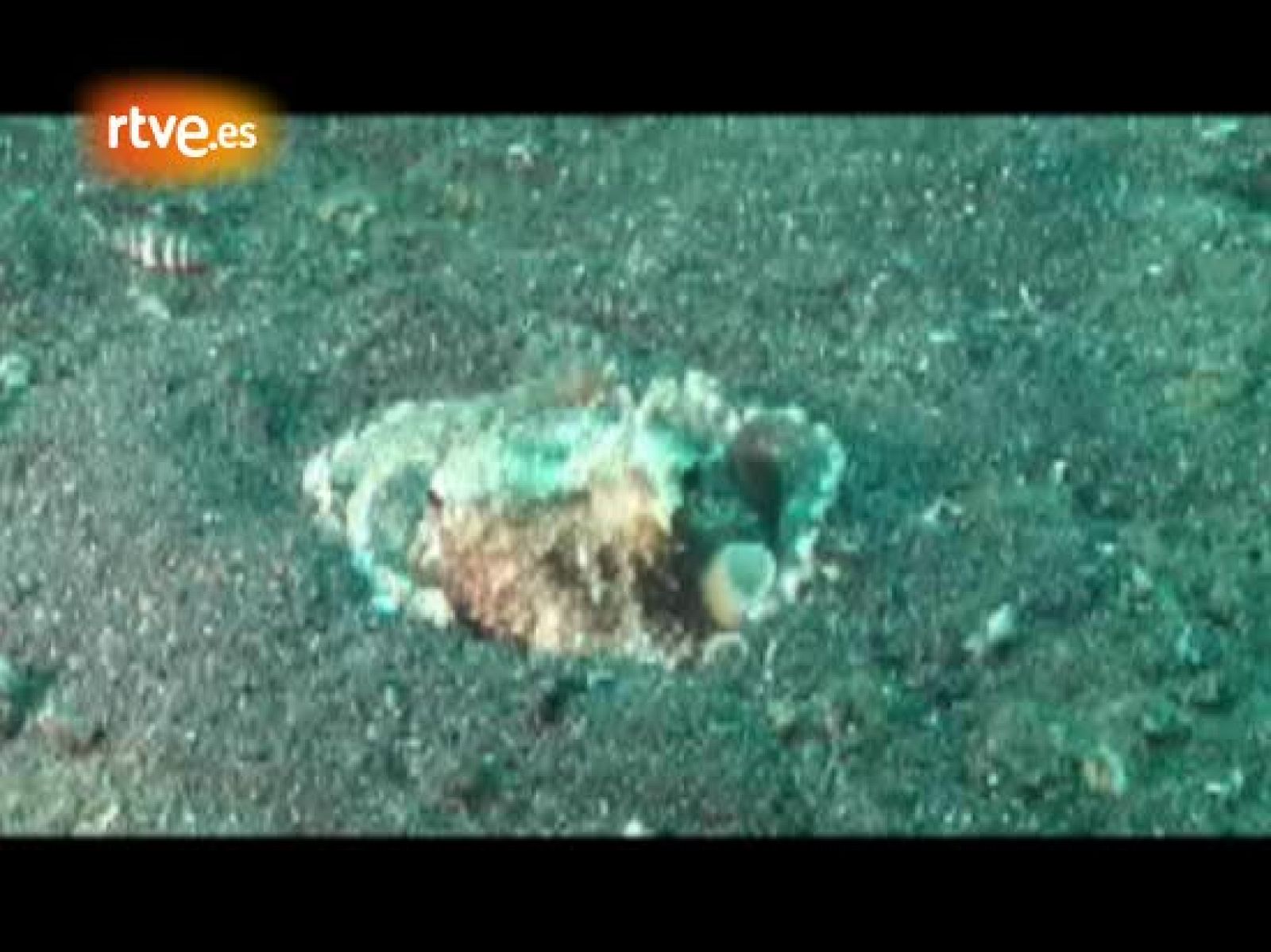 El biólogo Julian Finn estaba buceando como un día más por la aguas de Sulawesi, en Indonesia, cuando sin esperarlo vio algo que le provocó una carcajada. No pudo evitar que las gafas de buceo se le llenaran de agua y tardó un rato en recomponerse. "