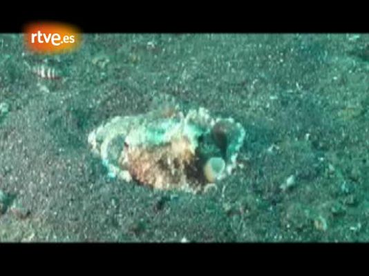 Ciencia y tecnología en Rtve.es - Un pulpo huye con su 'escudo'