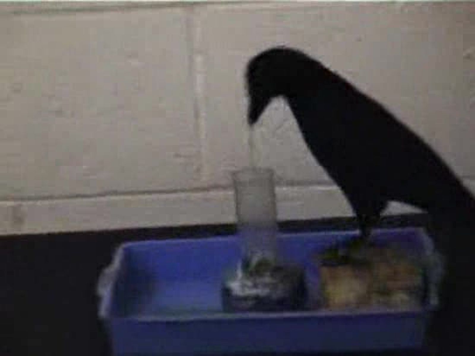 Betty, una cuervo muy lista - Ciencia y tecnología en Rtve.es | Ver