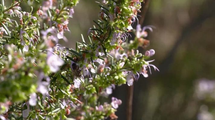 Aquí la Tierra - ¿Qué es la lucha biológica?