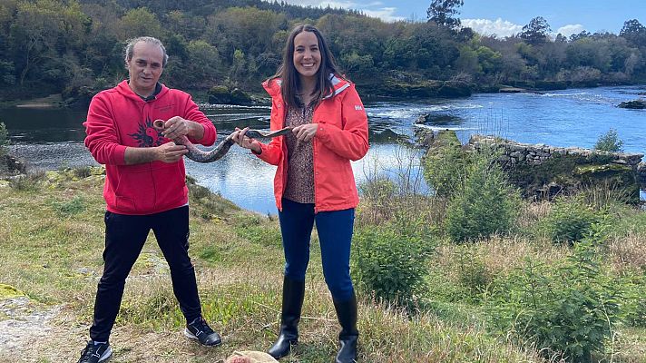 Aquí la Tierra - Pescamos lamprea, del agua al plato