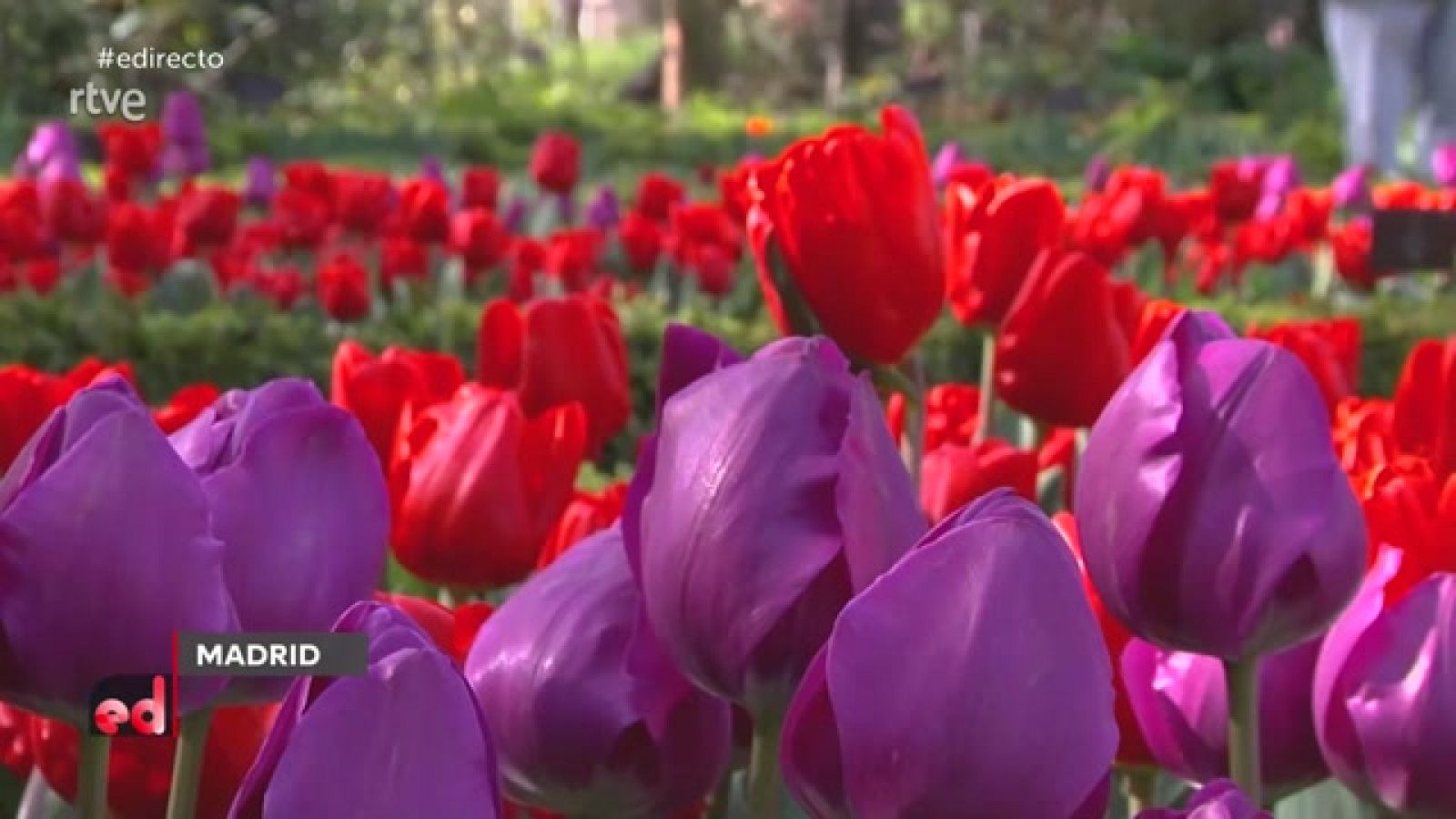 España Directo - Tulipanes en flor y huertos urbanos