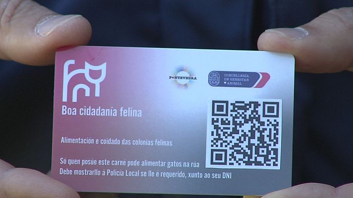 Telexornal - Galicia - Carné para coidadores de gatos de rúa