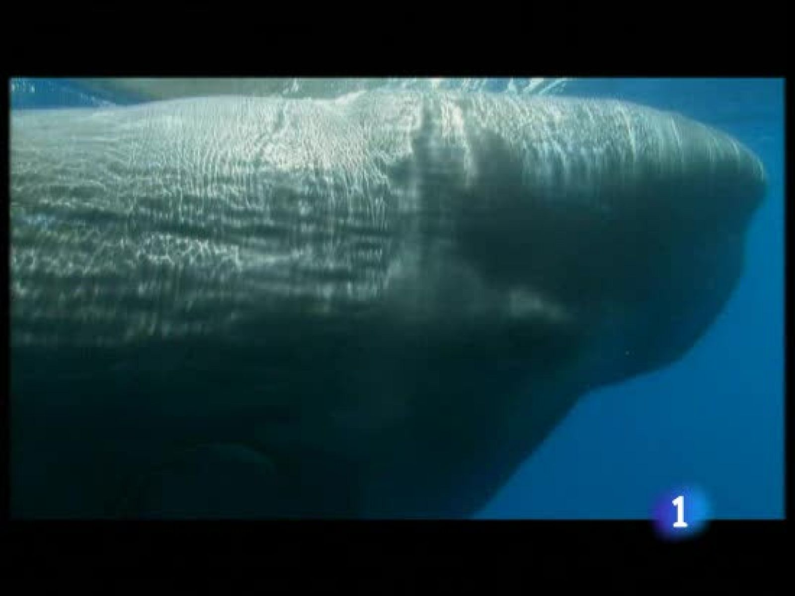 El cambio climático está acabando con la vida de los océanos - Ciencia y tecnología en Rtve.es | Ver