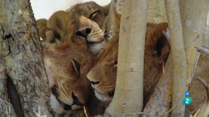 Som Documentals - Rebel·lió al regne salvatge: El primer atac