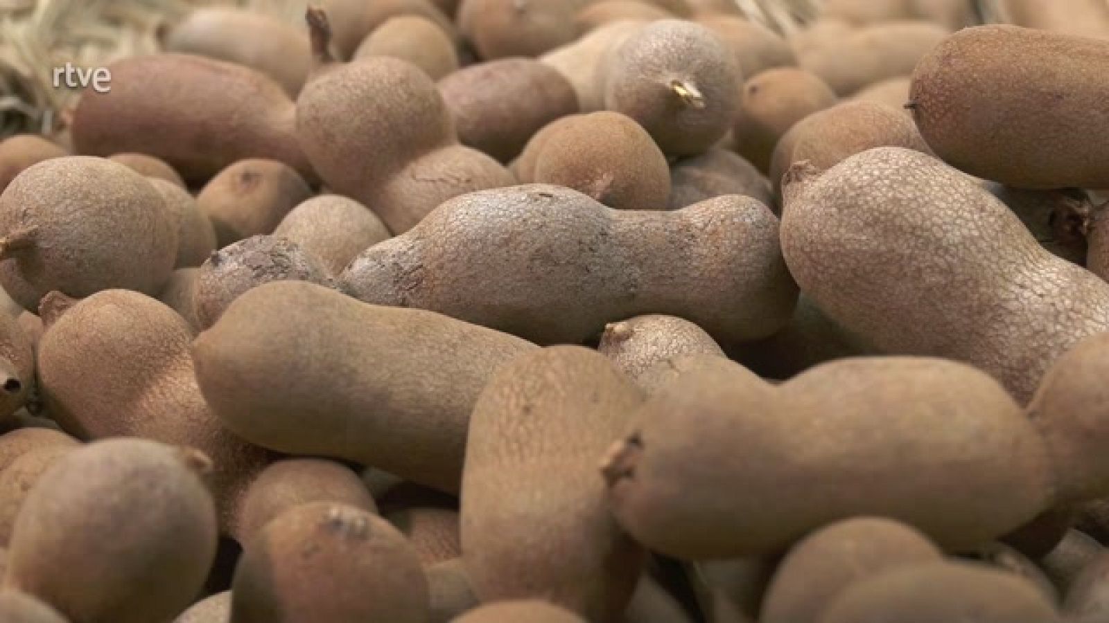 Aquí la Tierra - Así es el tamarindo, un manjar gastronómico