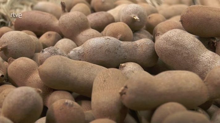 Aquí la Tierra - Así es el tamarindo, un manjar gastronómico