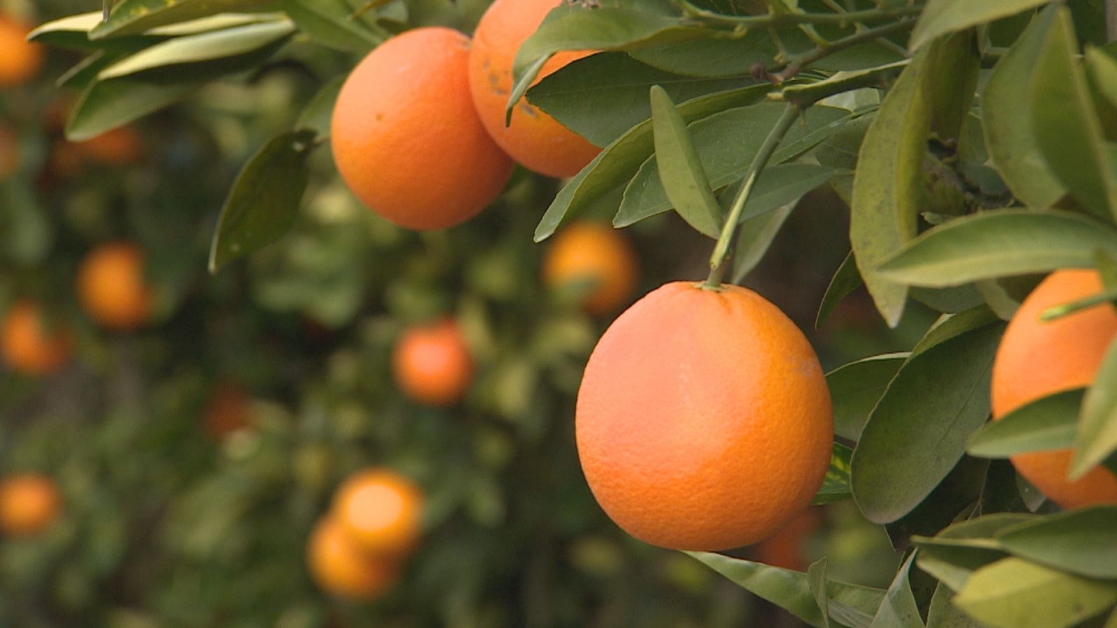 Agrosfera - 23/04/22 - ver ahora