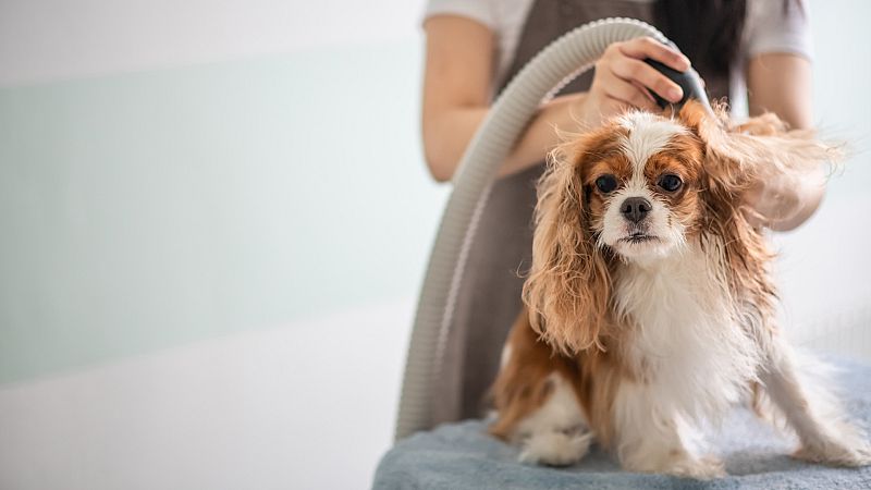 Informe semanal - La familia y otros animales