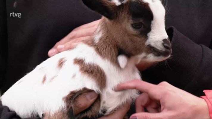 Aquí la Tierra - Las cabras cortacésped que te van a enamorar
