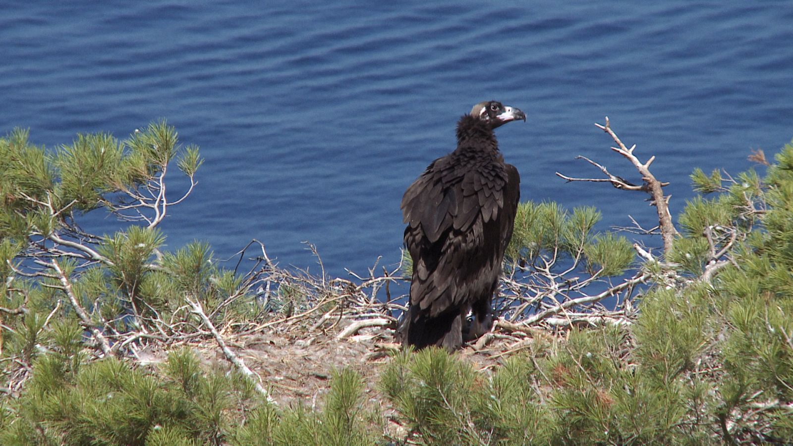 Somos documentales - Las islas perdidas de Darwin: Las Baleares - ver ahora