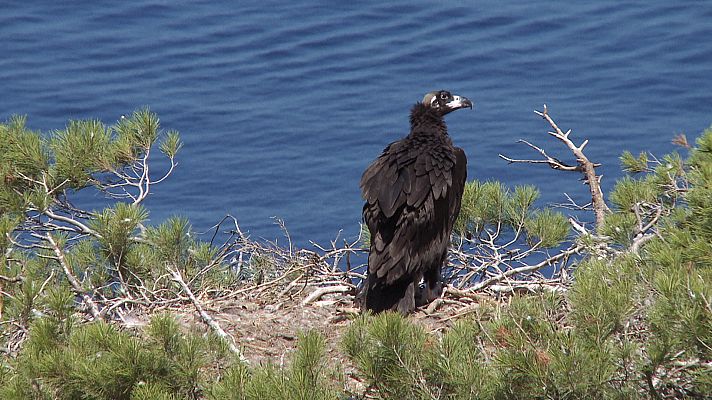 Somos Documentales - Las islas perdidas de Darwin: Las Baleares