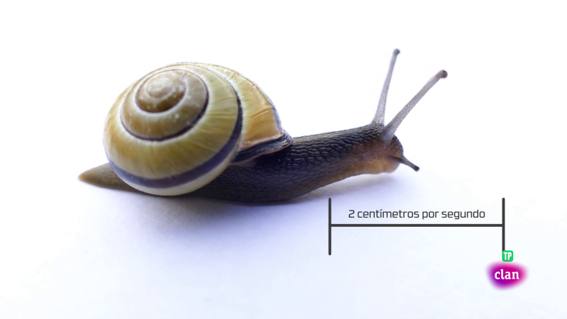 CIENCIAS NATURALES - El caracol - Aprendemos en Clan | Ver