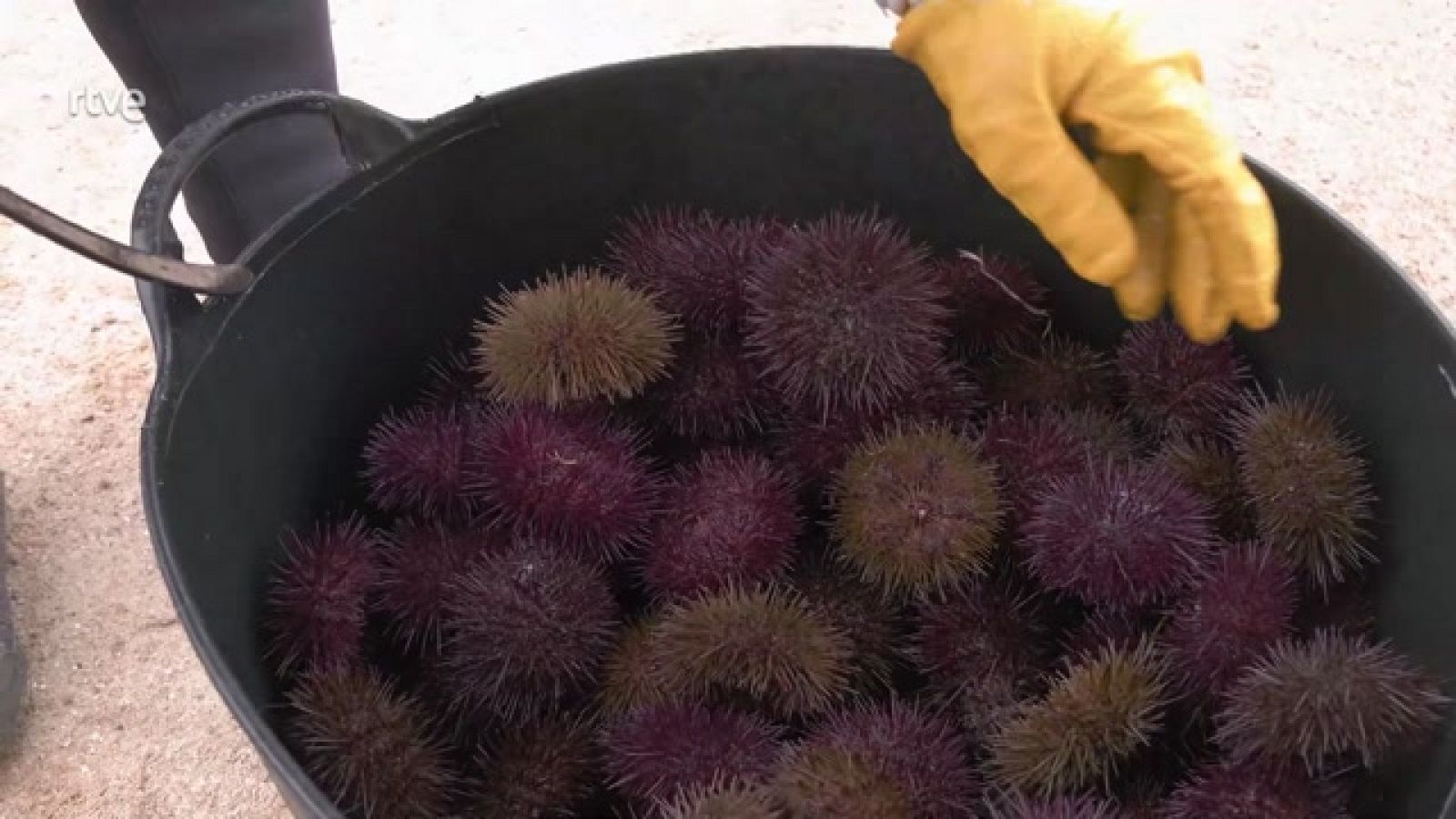 Aquí la Tierra - Erizos de mar y mariscadoras gallegas