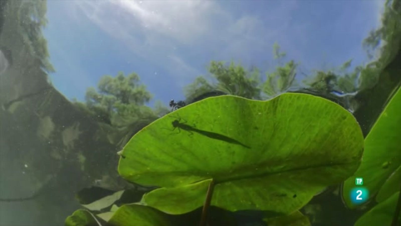 Som Documentals - El riu invisible. Sota l'aigua entre la selva negra i els Vosges