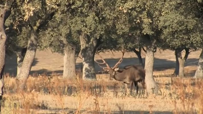 El bosque protector - Gestión de la fauna. Laboratorio natural