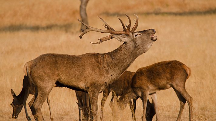 Somos Documentales - Iberia, tierra de pasiones