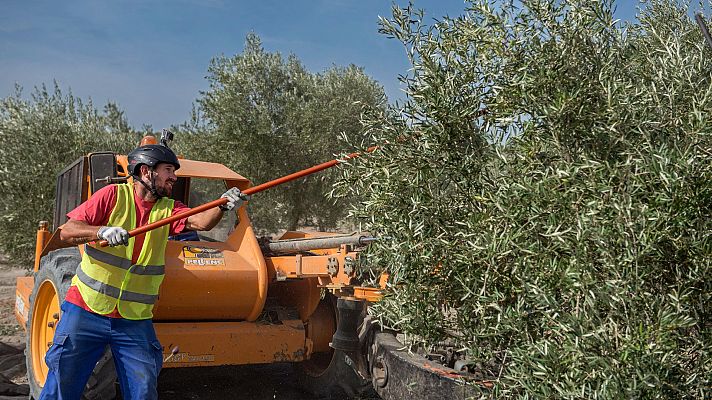 Telediario 1 - Un Erasmus agrario para fomentar el relevo generacional